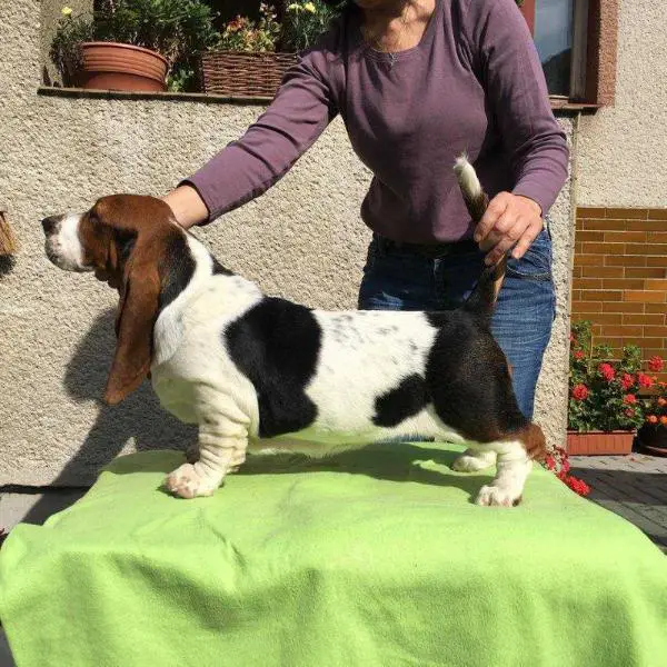 Smart Lady od Berounky