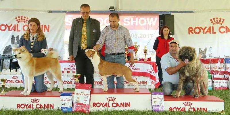 Ch. MD,SRB,Puppy BIS, 3xRCAC,3xCAC,1xCACIB,BOS Tommy Hilfiger Champion Of Rings