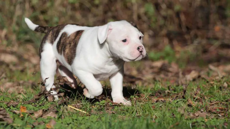 Proud Heroes Zafrina aka Irpa