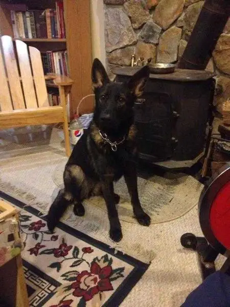 Sammie Lieben Vom Birken Wald