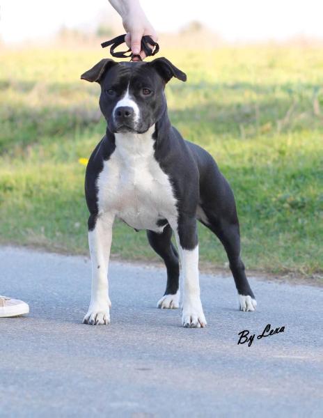 Thoresteel Marta Gold Standing Ovation