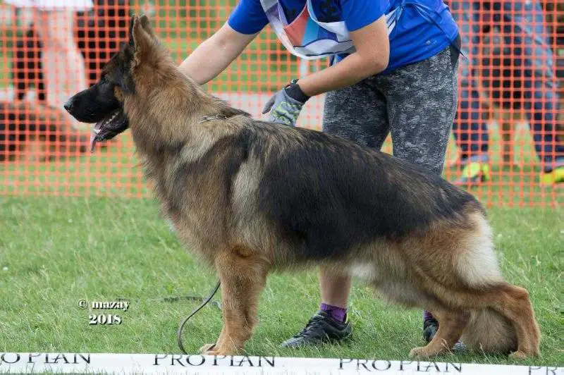 КЧК, 2хЮЧНКП, ЧР, ЮЧР Balaris DESANT