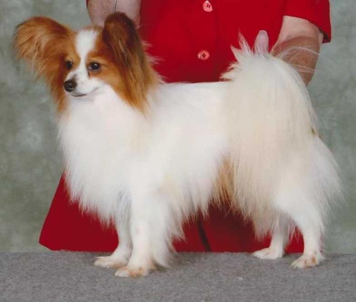 Rus CH  Can GCH Solnechnaja Dubrava Fire Falcon