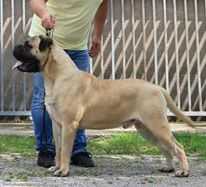 JCH SRB , CH SRB , GRAND CH SRB City Of Sunshine Angus