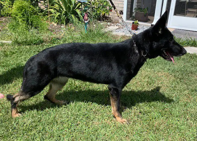 Rosita Vom Haus Tatum