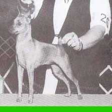 Am Ch Whitehouse Bundle of Joy