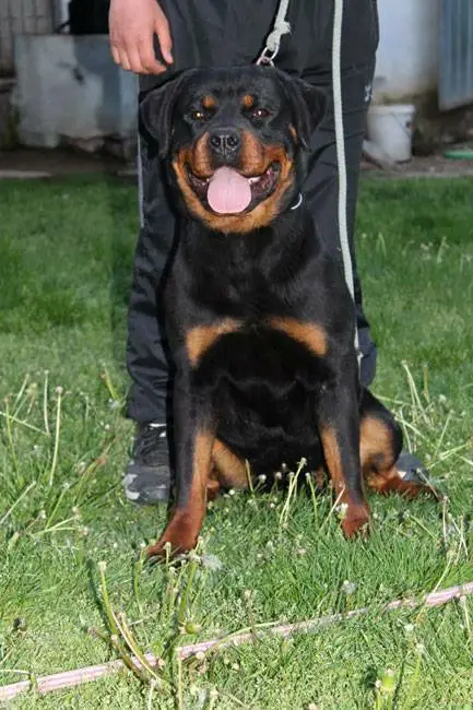 Arthemida Von Haus Mihailovic