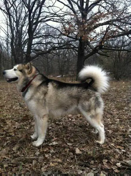 Sunny Taste of Victory ot Averinoy