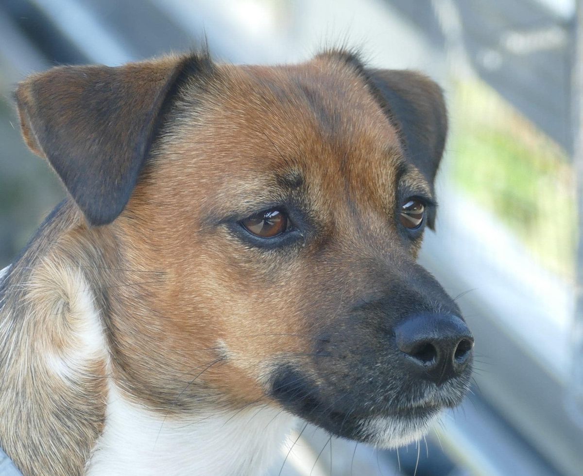Champ PL, CACIB, BOB CALIFORNIA Pignus