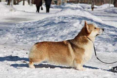 J CH Rus, CH Rus, CH RKF Laif Spring Quolity Kontroller