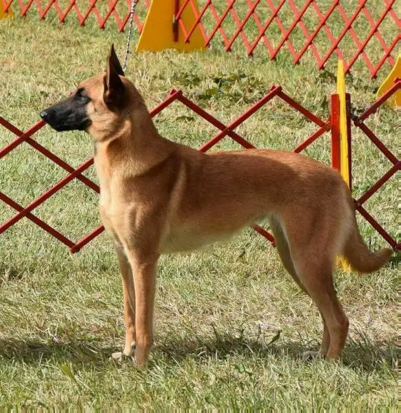 Am D'Bel-Junz New Moon Ring of Fire