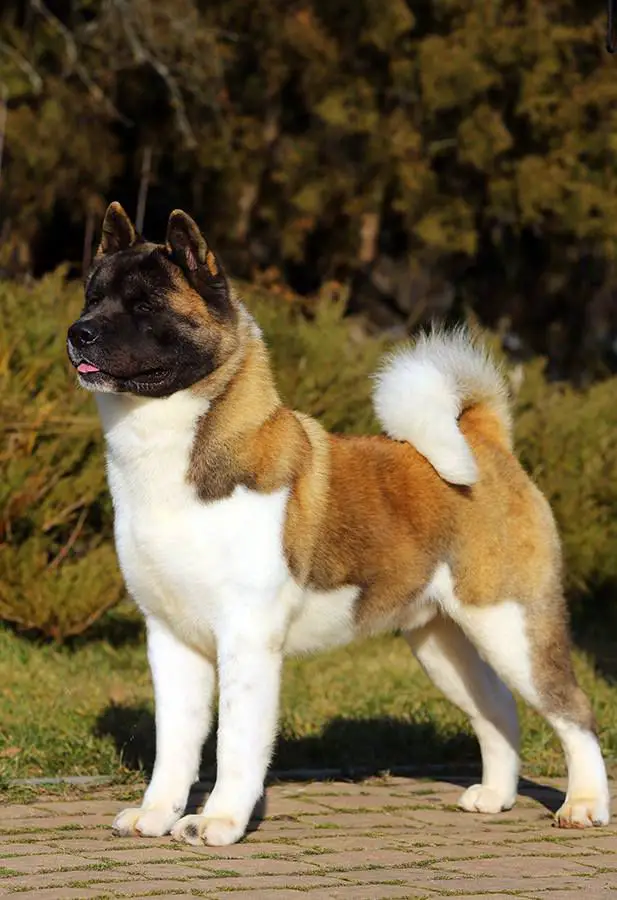 BIS I'm Just Energie's Infernal Warrior