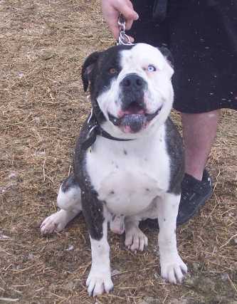 Sir Russel TheLoveMuscle