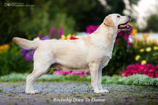 Rocheby Dare to Dance