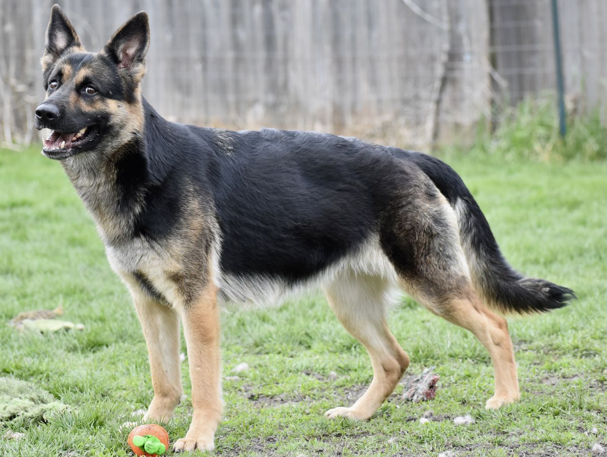 Shasta von der Haus Freunde