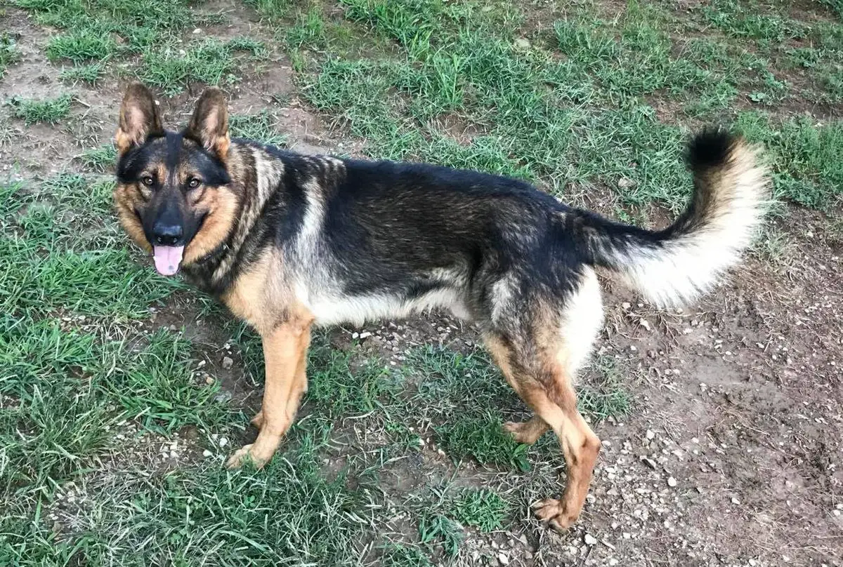 Fitz Huckleberry Von Breker