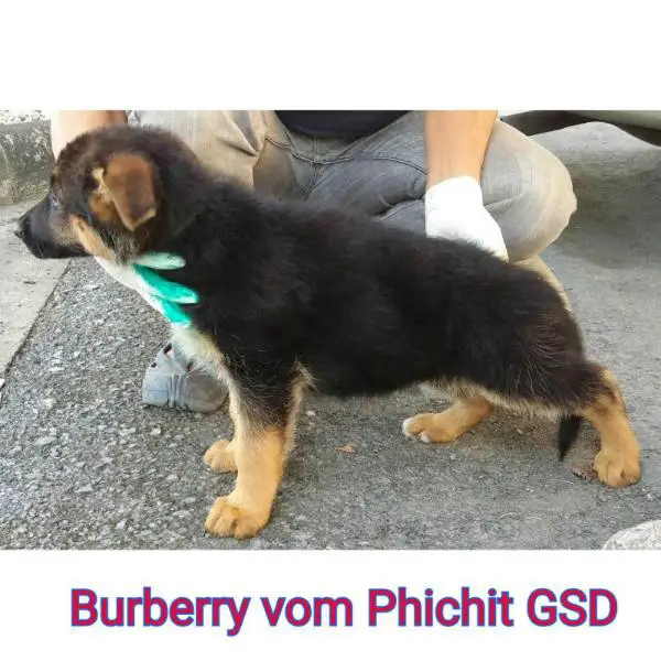 Burberry vom Phichit GSD