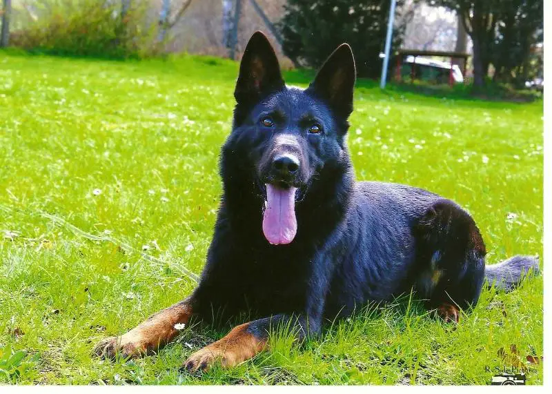 SG Colt von den Großen Steinen