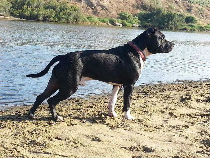 Black of Sardinia kennel