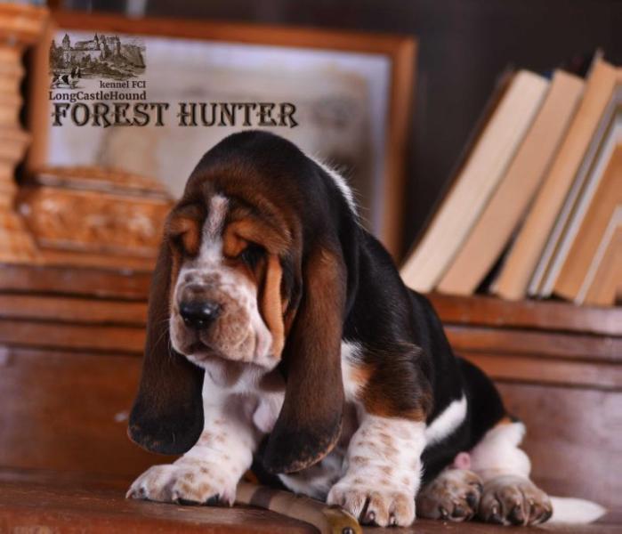 Forest Hunter Long Сastle Нound