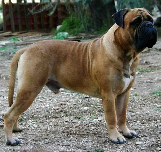 INT.Ch,Multi Ch,Grand Ch.GR,J.GRW'16 Verus Amicus Thor