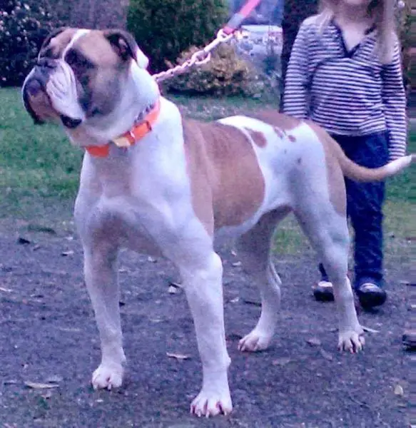 Herzog's Sophia of DDP'S