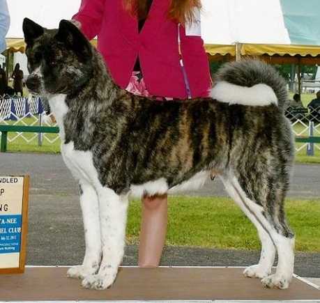 AKC CH Bear Claw's Athena At After Midnight