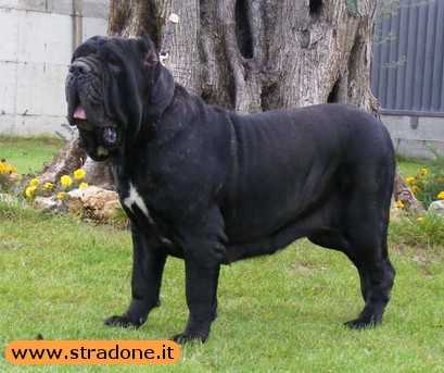 Ch. IT Ch. ATIMANA 2010 TOP DOG MASTINO NAPOLETANO 2010 B.O. GORA SEPORIONATO CH