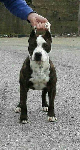 Moon Rock Landi's Harley Queen