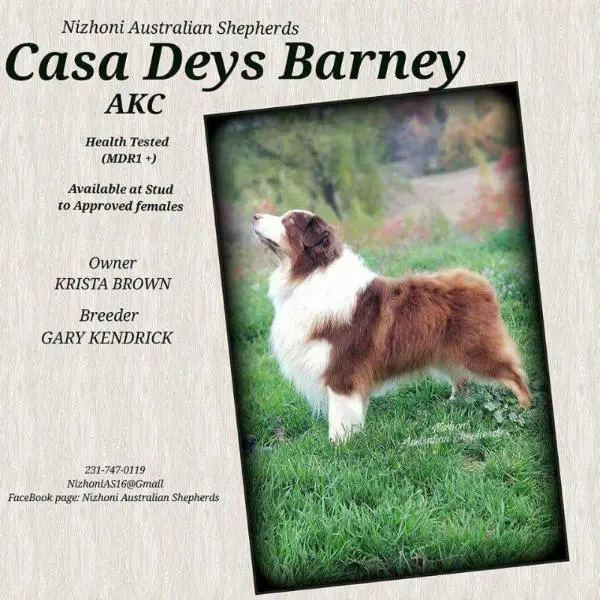 Casa Deys Barney