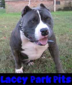 Lacey Park Pits Numero Uno