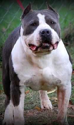 RazoredgeCLP Bugsy Razen Kane