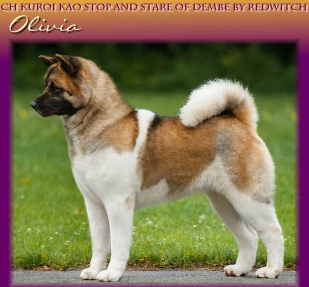 AKC CH Kuroi Kao Stop And Stare Of DemBe By Redwitch