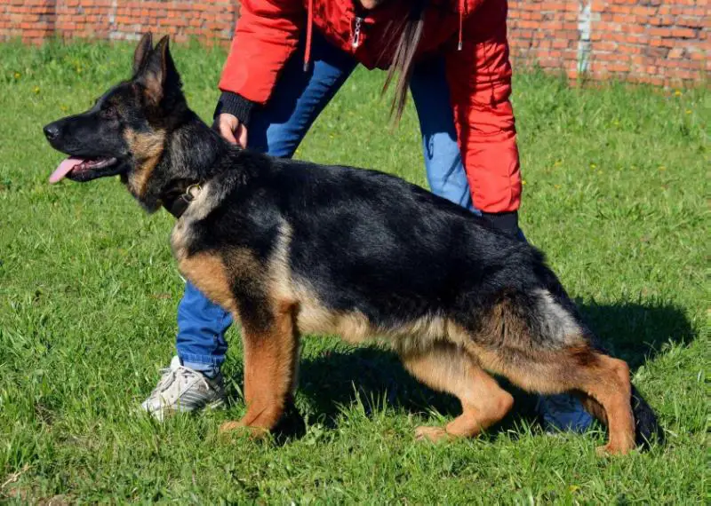 Erben Welt Stern Verona