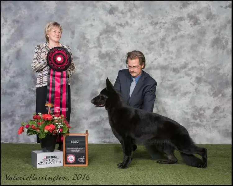 Select Excellent Champion BISS Karizma's Raven of RiverRock