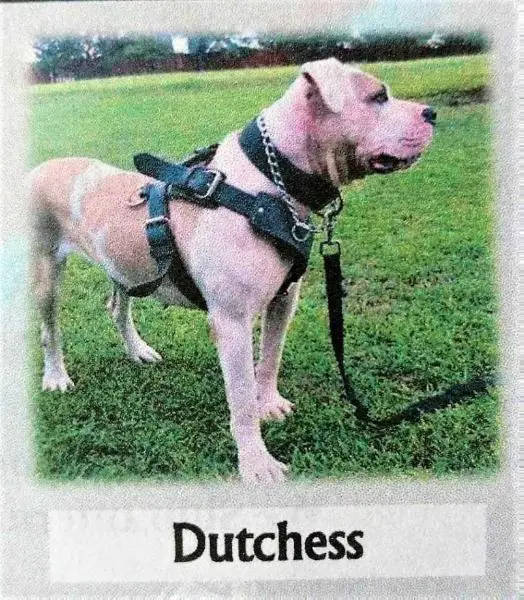 Sherer True Bulldog's Dutchess (OSB)