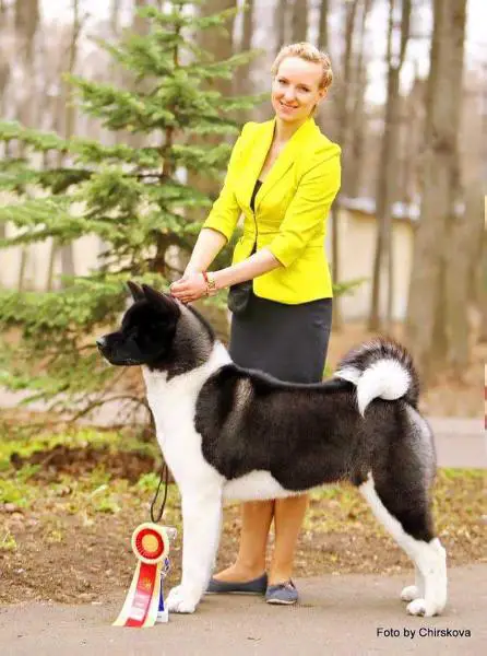 RUS GCH, RUS/CLUB CH, RUS/CLUB JCH Kumatomo's Passion