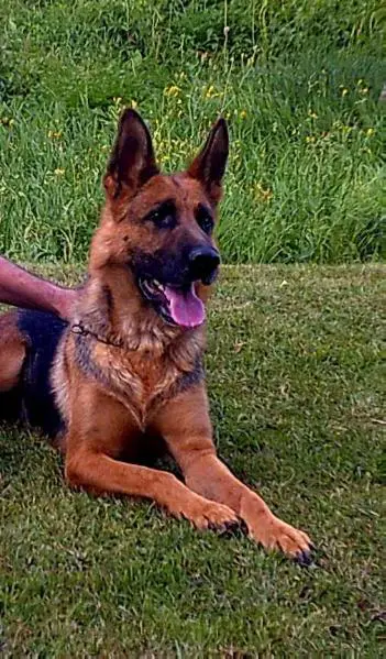 SG Messi Grand Alger