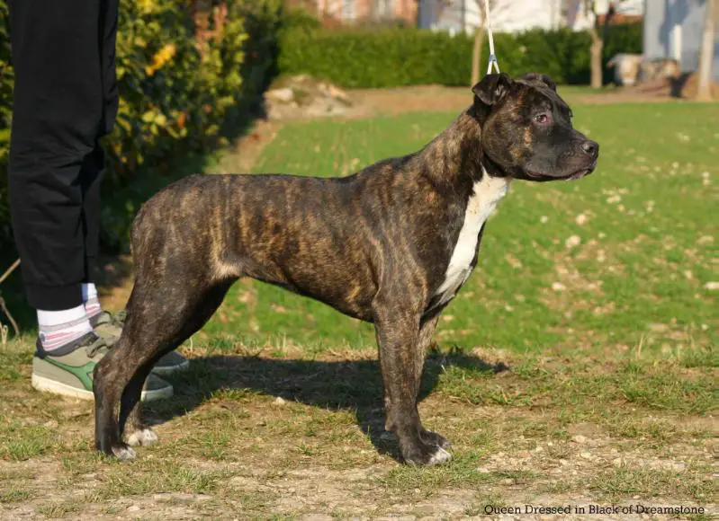 Queen Dressed in Black of Dreamstone