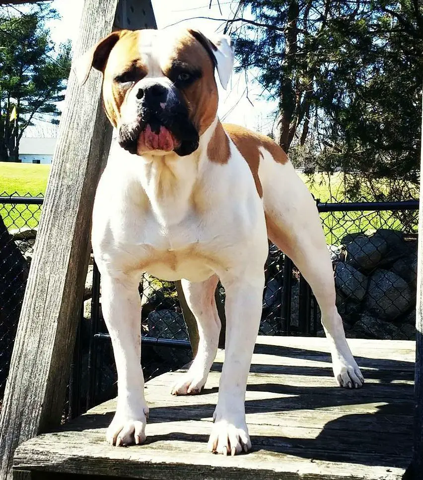 Fehr's Chosen Emperor (Kaizer) of Chasteen's