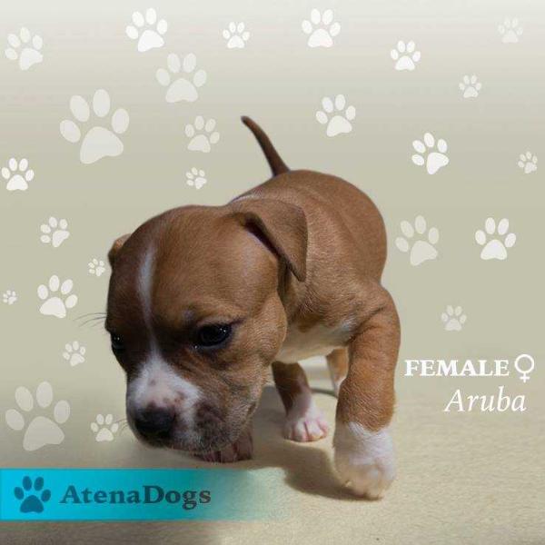 Aruba Atena Dogs