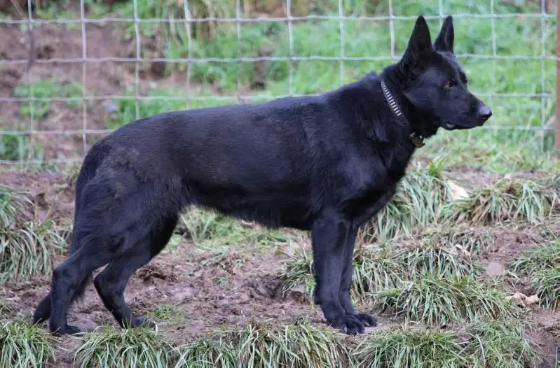 Dyce Von Schone Stadt