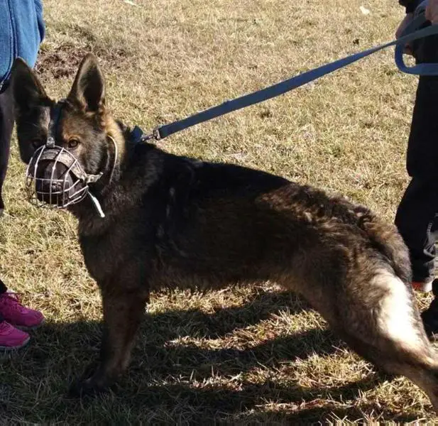 Hugo Vom Fox