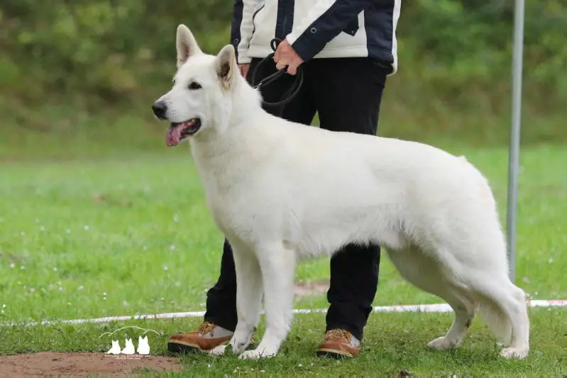 Lux.Jugend Champion Graf Snow vom Donnersberger Land