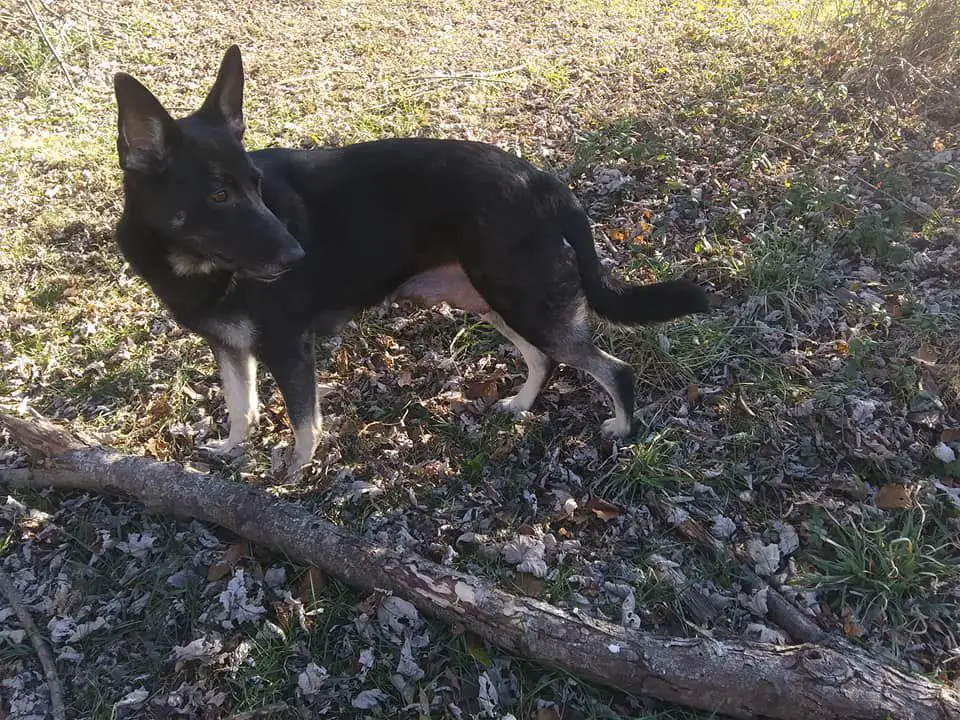 Sigrid Storm The Castle