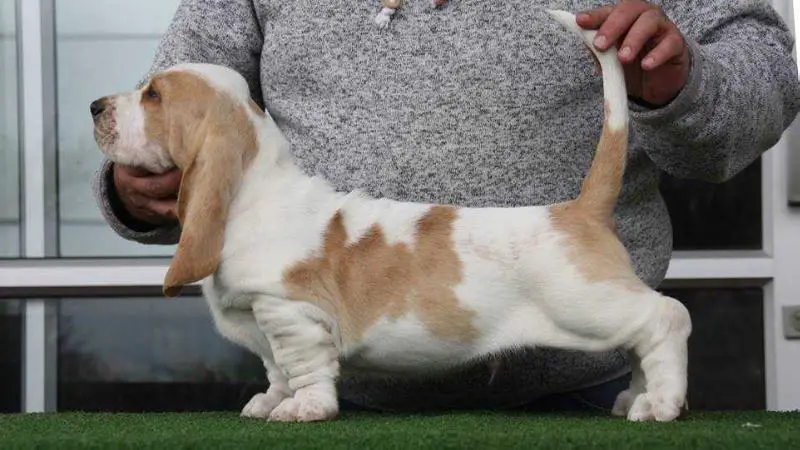 CH, ZAW'17, KUSA National Basset Hound 2019 Bassefied Eben