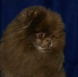 Her-She's Cocoa Kisses