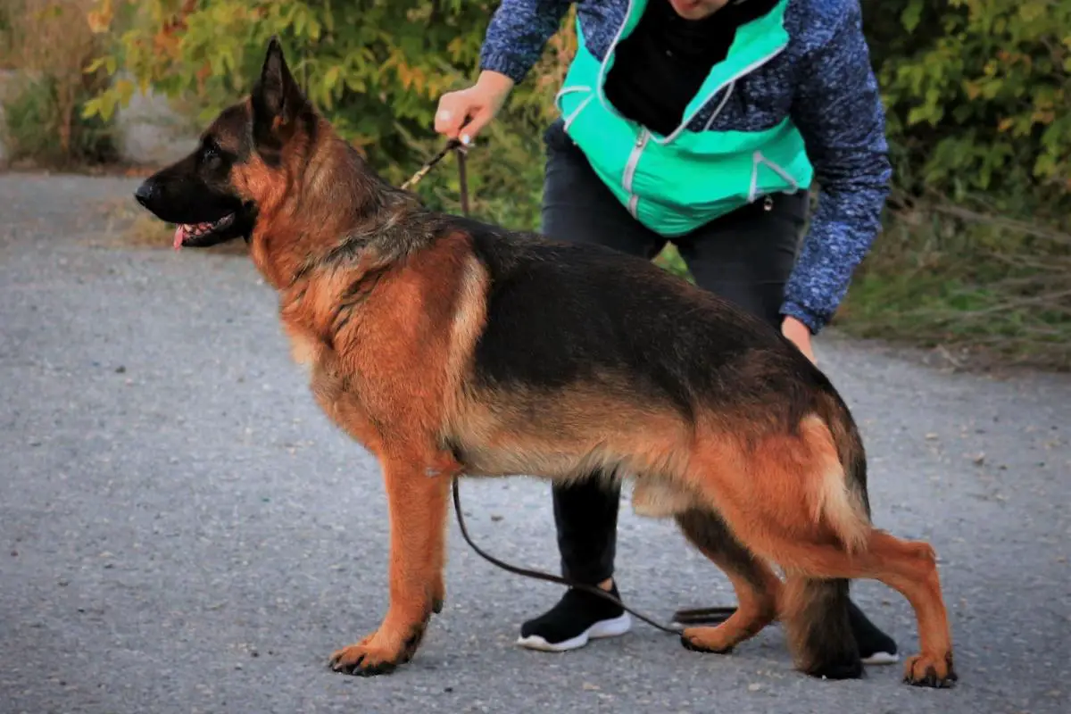 J.CH.RUS, CH.RKF, CH.RUS, CACIB Vargus vom Team Schwarzaugen