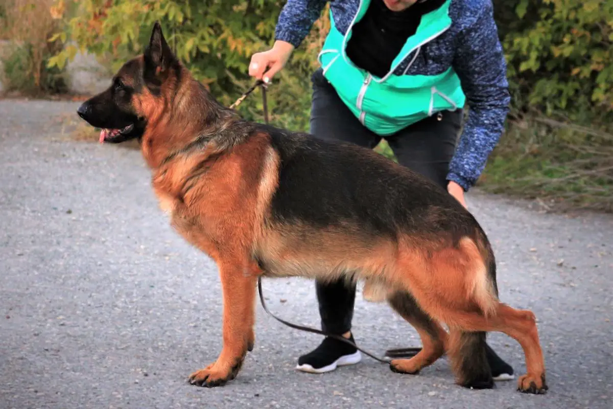 J.CH.RUS, CH.RKF, CH.RUS, CACIB Vargus vom Team Schwarzaugen