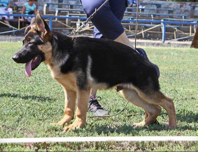 Gektor der Geist von Mathilde